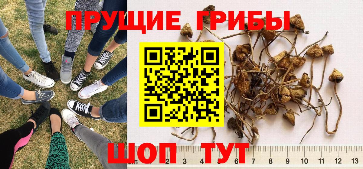 дарнет шоп  Вход с VPN  Псилоцибиновые грибы прущие грибы  Самара  Галлюциногенные грибы MAGIC MUSHROOMS 